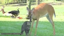 amazing animals friendships  Compilation - funny video -Animal Planet - Animal Videos