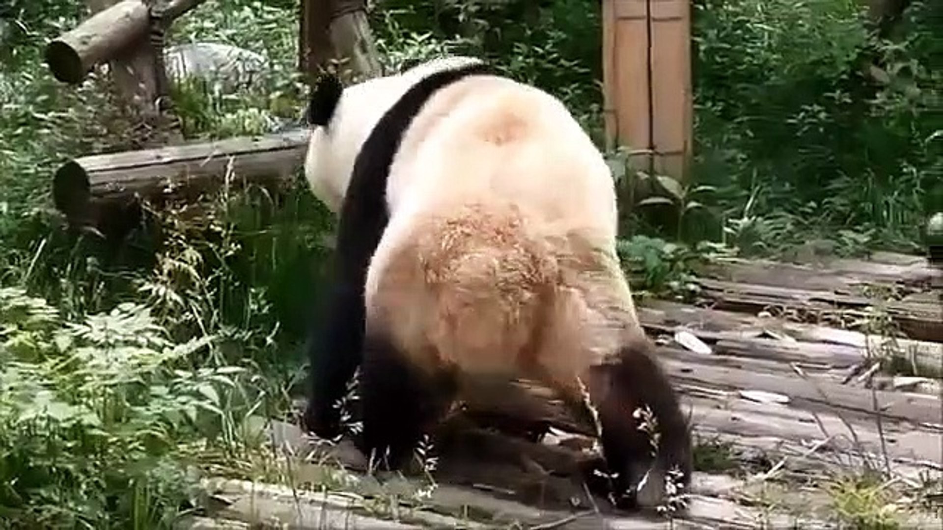 Funny Animals   Funny Animal Videos   Cute Animals   Funny Dogs (2)