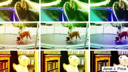 Cutest Animal Compilation 2015 • Best cute animals • funny animal compilation