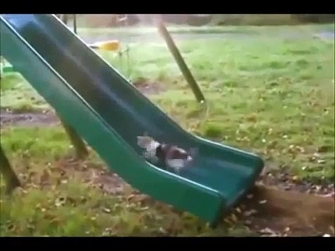 FUNNY GIF COMPILATION NEW FUNNY ANIMAL VINES AND GIFS (2)