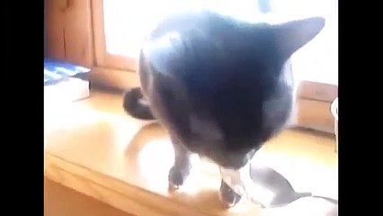 Funny Cats Compilation   Funny Cat Videos Ever  Funny Videos   Funny Animals   Funny Animal Videos