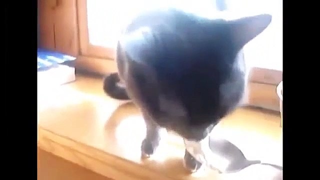 Funny Cats Compilation Funny Cat Videos Ever Funny Videos Funny Animals Funny Animal Videos