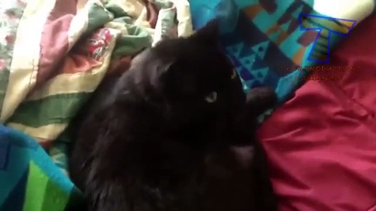 Cats and dogs wake up reactions Funny and cute animal compilation