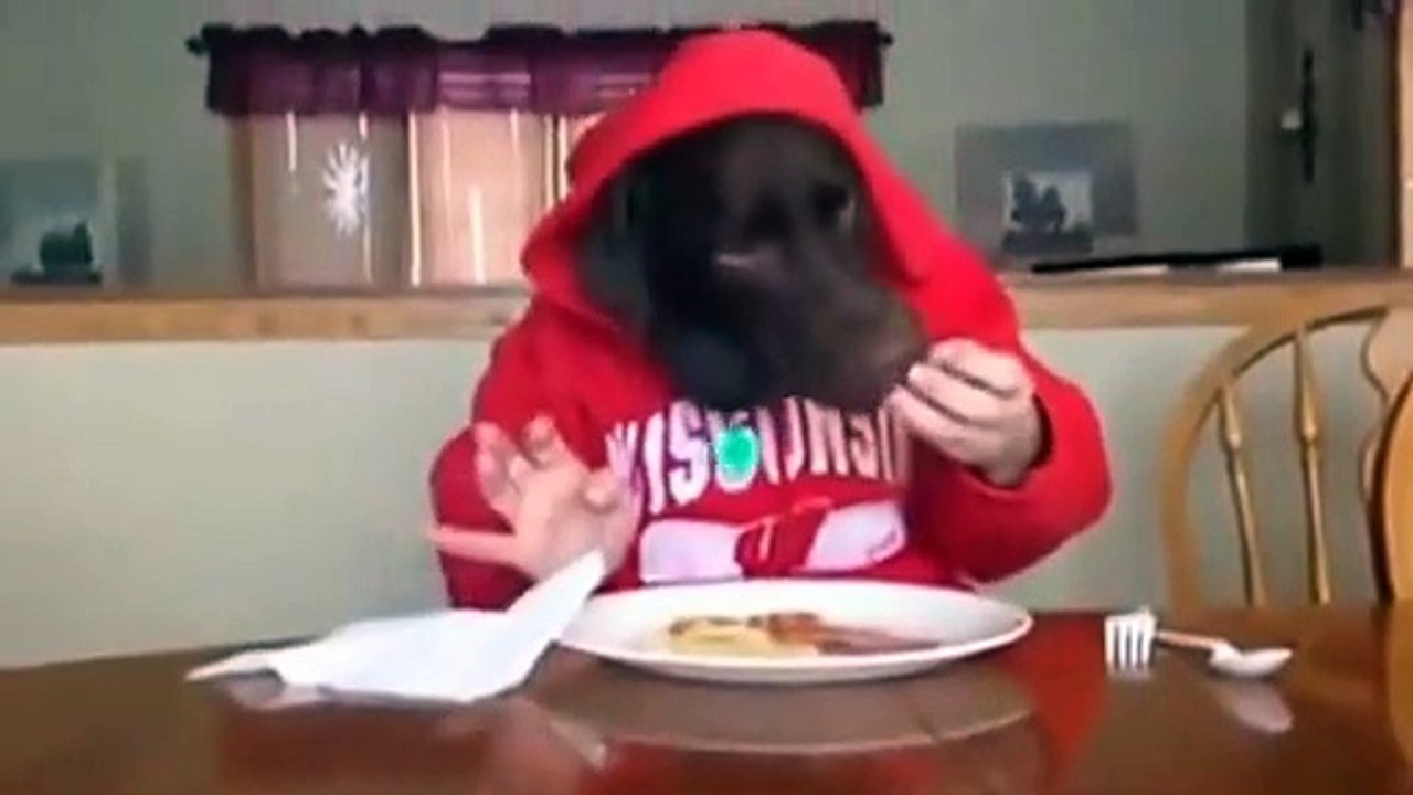 Funny animal , dog eating like human 2014 Vidéo Dailymotion