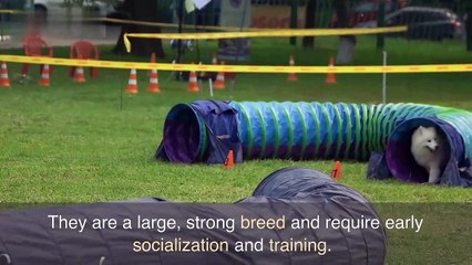 Top 05 Dangers dog in the world