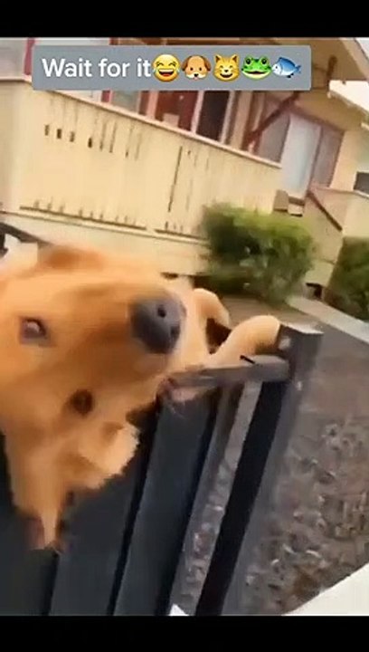 funny_animals