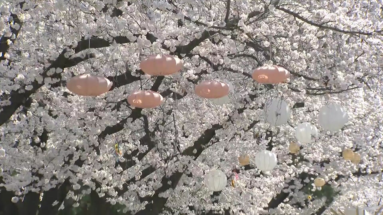 [날씨] 맑고 따뜻한 휴일...이색 벚꽃 축제 '북적' / YTN