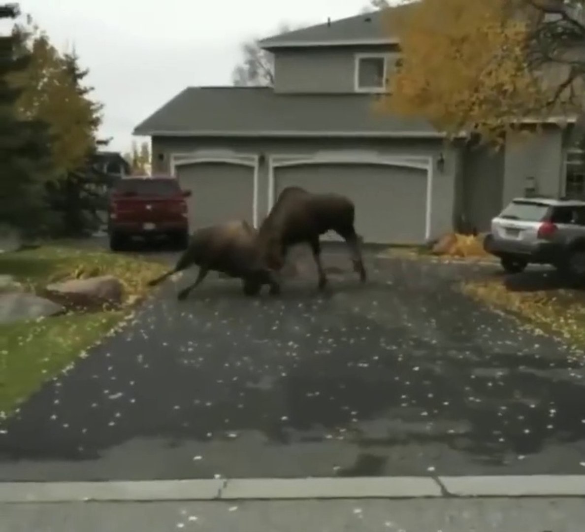 ⁣Animals Fights | Wild Animals Fights | Craziest Animal Fight