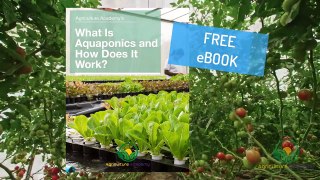 What is Aquaponics and How Does it Work in Home ?