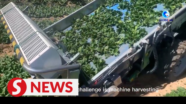 Passion for vegetable cultivation brings Hong Konger to NW China