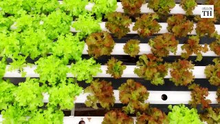 All about Hydroponics techic of farming