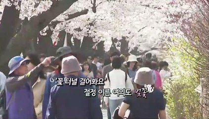 [영상구성] 활짝 핀 여의도 벚꽃 산책인파 장사진
