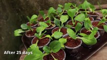 Growing Hydroponic Vegetable Garden from Home - Easy for Beginners