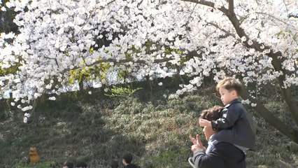 벚꽃 축제 '북적'...대기 건조 심화, 화재 주의 / YTN