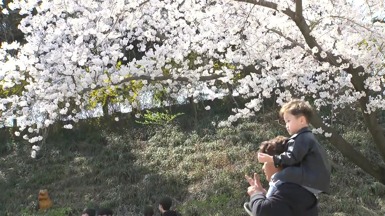 벚꽃 축제 '북적'...대기 건조 심화, 화재 주의 / YTN