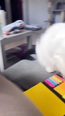 Silly Cat Thinks Drawing Is Real