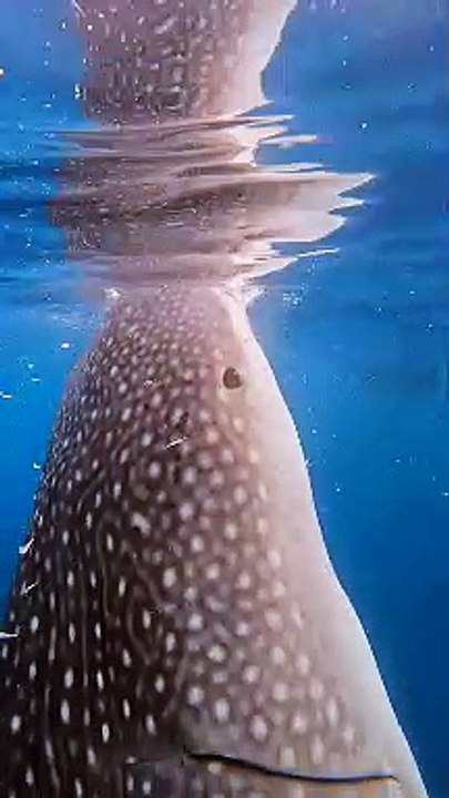 Diver Swims With a Peaceful Whale Shark