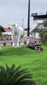 Border Collies Try to Herd Statue