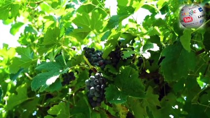 टमाटर सब्जियों की स्पेशल खेती