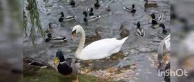 Beautiful ❤️ Ducks  ️ in water 