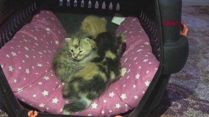 DEPREM BÖLGESİNDEN GETİRİLEN YAVRU KEDİLERE, 'SÜTANNE' OLDU