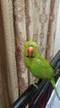 Indian ringneck talking parrot laddu mian mitho punjabi bolta ha