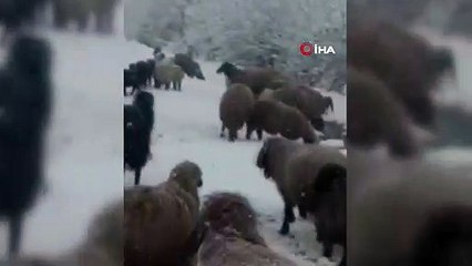 Tipi ve kara yakalanan hayvan sürüsü güçlükle köye ulaştırıldı
