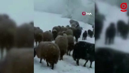 Tipi ve kara yakalanan hayvan sürüsü güçlükle köye ulaştırıldı