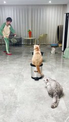 Mooe cat fanny videos