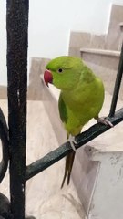 My indian ringneck talking parrot cheeku