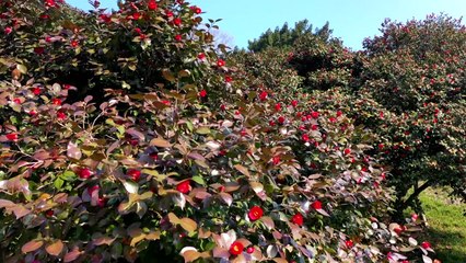 고창 선운사 감싼 천연기념물 동백...선홍빛 봄의 절정 / YTN