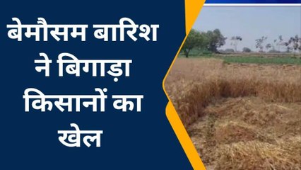 कन्नौज: बेमौसम बारिश से हुआ किसान परेशान, बर्बाद हुई फसल