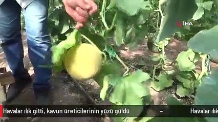 Havalar ılık gitti, kavun üreticilerinin yüzü güldü