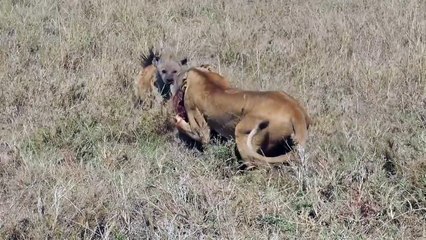 Lion vs Hyena after digging up warthog