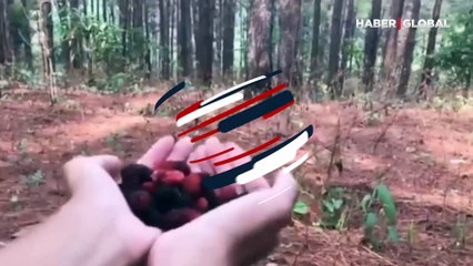 Yürekleri ısıtan anlar: Meyvenin kokusunu alınca böyle geldiler