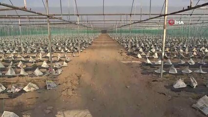 Genç çiftçi domates fidelerini gazete ve sis bombasıyla korudu