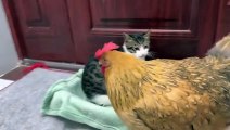 Hens are so bad!  The hen wants to sleep with the kitten.  Kitten is angry Cute and interesting