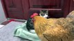 Hens are so bad!  The hen wants to sleep with the kitten.  Kitten is angry Cute and interesting