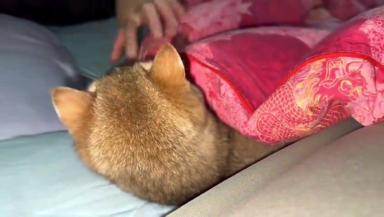 Super gentle and cute kitty sleeps with me so warm!Cute and interesting animal video
