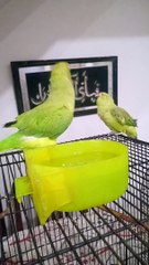 My indian ringneck talking parrots kiwi and tara