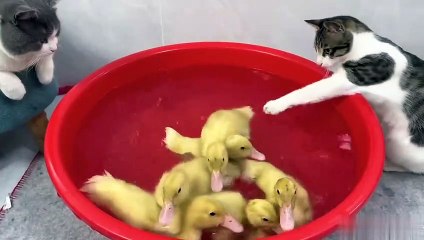 The kitten bravely jumped into the tank to watch the duckling swimming.cute and funny animal videos