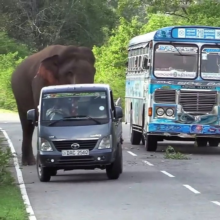 Funny video