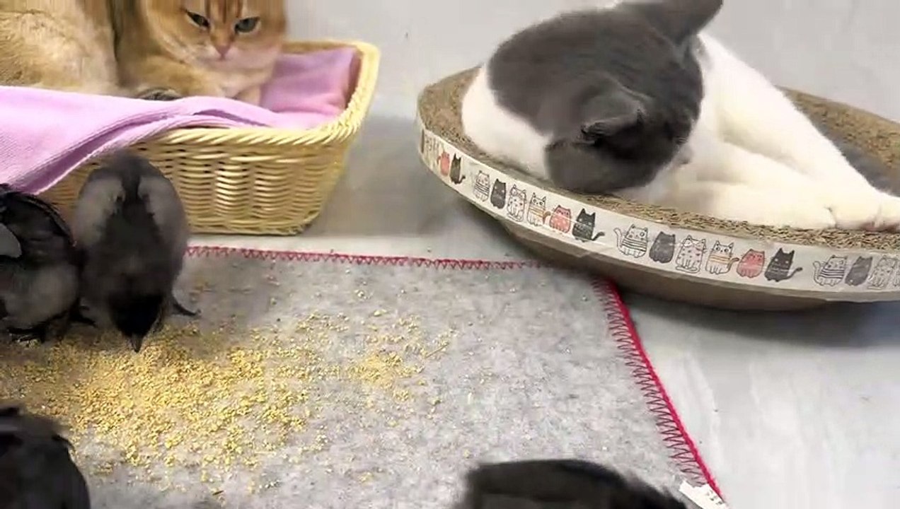 Under the care of the kitten, the chick has grown up again!  cute and funny animal videos