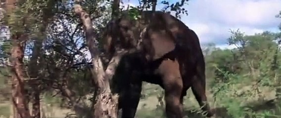 African Animals Getting Runk Off Ripe Marula Fruit