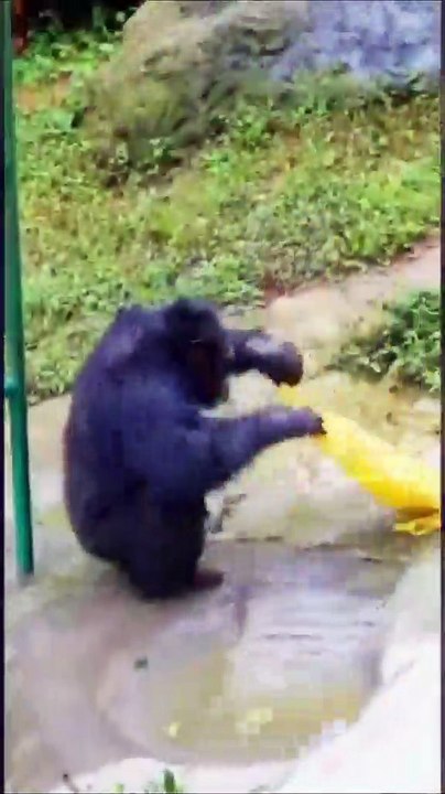 Funny video