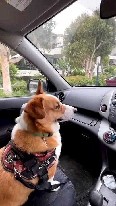Funny video