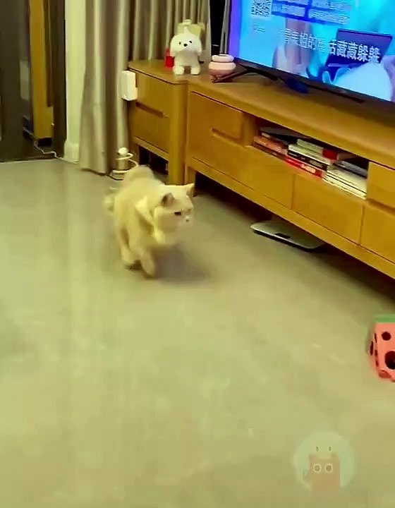 Funny video