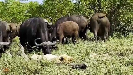 What Causes A Lion To Be Mercilessly Trampled By An Aggressive Buffalo?