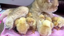 To my amazement!kittens take care of chicks better than hens!Cute and interesting animal video
