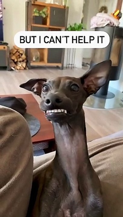 Funny video